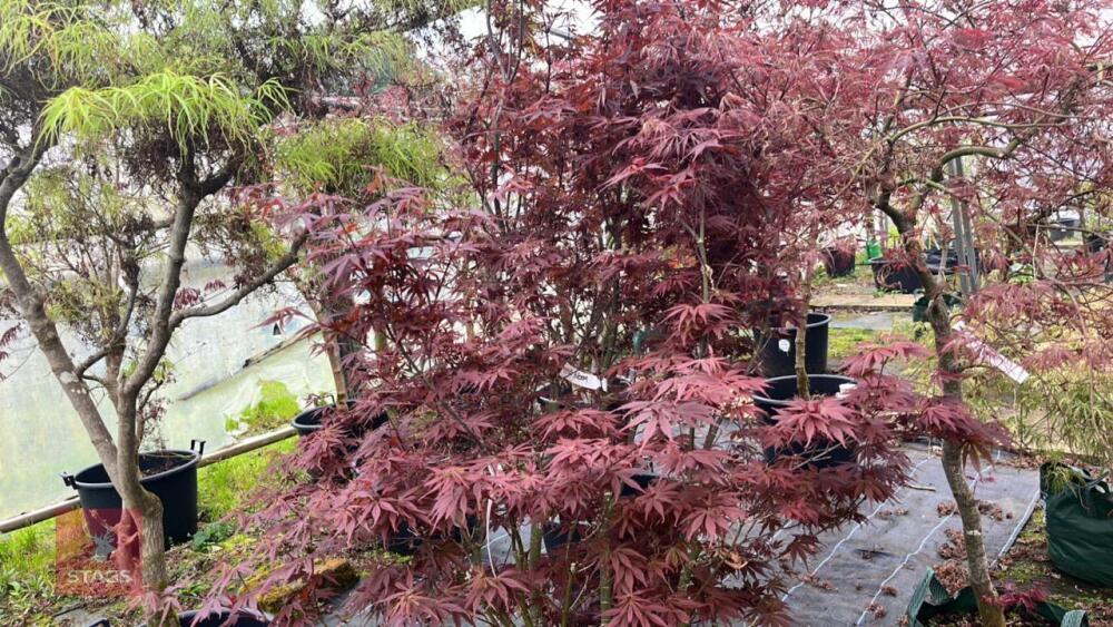 ACER PALMATUM 'SKEETERS BROOM'