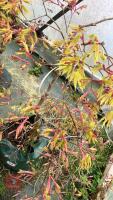 ACER 'SHIRASAWANUM 'AUTUMN MOON' - 3