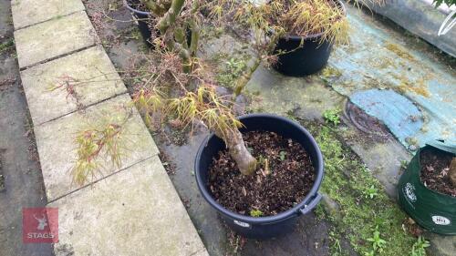 ACER PALMATUM 'VILLA TARANTO'