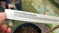 CHIMONATHUS PRAECOX - 3