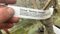 CORNUS NORMAN HADDEN - 7