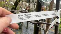 1 MALUS SCARLETTE TREE - 4