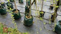 1 SALIX INTEGRA PENDULA WATERFALL TREE - 3