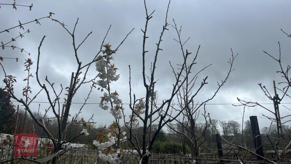 1 APPLE 'UNKNOWN' TREE