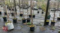 1 ACER RUBRUM TREE - 3