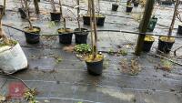 1 ACER RUBRUM TREE - 7