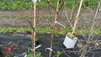 2 PYRUS CORDATA 'PLYMOUTH PEAR' TREES - 3