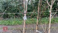 2 PYRUS CORDATA 'PLYMOUTH PEAR' TREES - 6