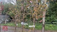 2 PRUNUS X SUBHIRTELLA 'AUTUMNALIS 'EM86 - 2