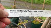 2 PRUNUS X SUBHIRTELLA 'AUTUMNALIS 'EM86 - 11