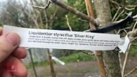 1 LIQUIDAMBAR SILVER KING TREE - 9