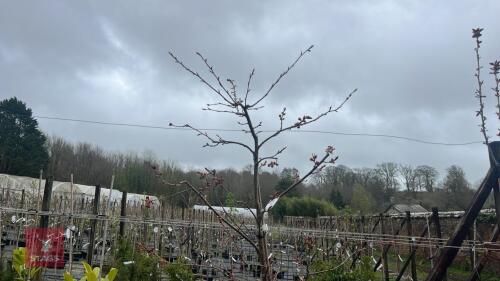 1 PRUNUS 'PINK PARASOL'