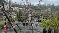 1 PRUNUS SPIRE TREE - 2