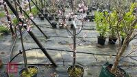 1 PRUNUS SPIRE TREE - 3