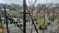 1 PRUNUS SPIRE TREE - 2