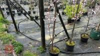 1 PRUNUS SPIRE TREE - 3