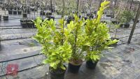 3 LAUREL TREES/ SHRUBS