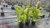 3 LAUREL TREES/ SHRUBS - 2