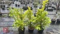 3 LAUREL TREES/ SHRUBS - 4