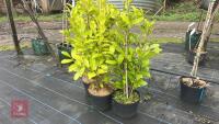 3 LAUREL TREES/ SHRUBS - 2