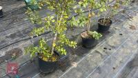 3 QUERCUS ILEX TREES - 3