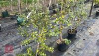 3 QUERCUS ILEX TREES - 4