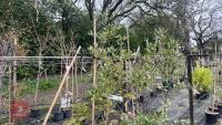 3 QUERCUS ILEX TREES - 6