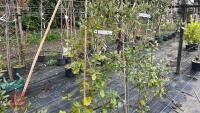 3 QUERCUS ILEX TREES - 7