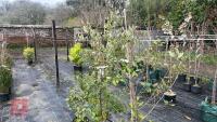 3 QUERCUS ILEX TREES - 13