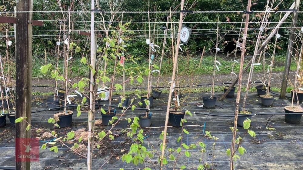 3 CORYLUS MAXIMA 'KENTISH COB' TREES