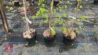 3 CORYLUS MAXIMA 'KENTISH COB' TREES - 3