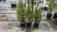 3 JUNIPERUS COMMUNIS TREES - 2