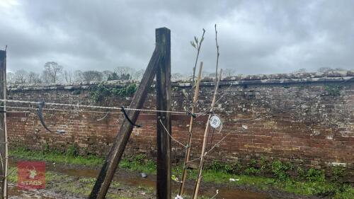 2 SORBUS AUCUPARIA TREES