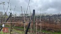 4 SORBUS INTERMEDIA TREES