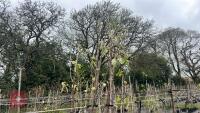 2 AMELANCHIER CANADENSIS RAINBOW PILLAR
