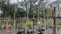 5 AMELANCHIER X GRANDIFLORA 'BALLERINA'