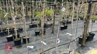 5 AMELANCHIER X GRANDIFLORA 'BALLERINA' - 2