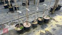 5 AMELANCHIER X GRANDIFLORA 'BALLERINA' - 3