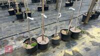 5 AMELANCHIER X GRANDIFLORA 'BALLERINA' - 4