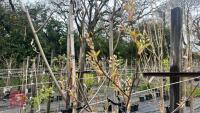 5 AMELANCHIER X GRANDIFLORA 'BALLERINA' - 7