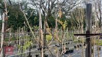 5 AMELANCHIER X GRANDIFLORA 'BALLERINA' - 8
