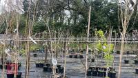 2 NYSSA SYLVATICA TREES