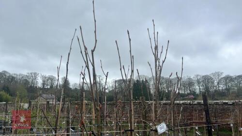 4 SORBUS AUCUPARIA 'AUTUMN SPIRE'