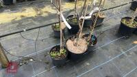 3 SORBUS FOLGNERI - 4