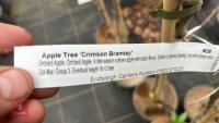 3 APPLE TREES 'CRIMSON BRAMLEY' - 3