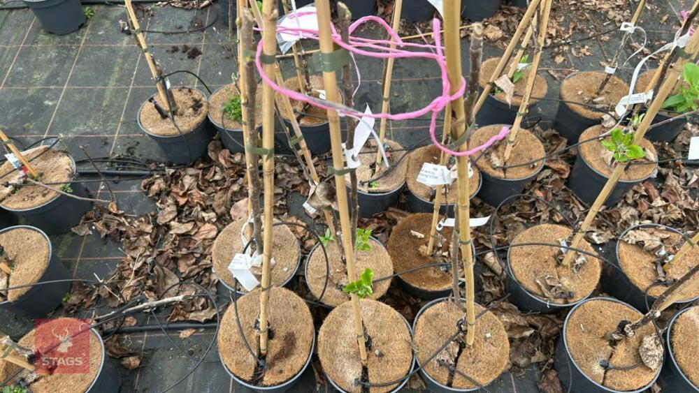 3 APPLE TREES 'EPICURE'