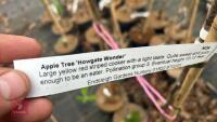 3 APPLE TREES 'HOWGATE WONDER' - 3