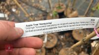 3 APPLE TREES 'HONEYCRISP' - 3