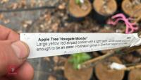 3 APPLE TREES 'HOWGATE WONDER' - 3