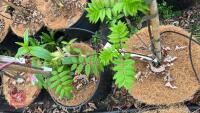 5 ROBINIA X MARGARETTA 'PINK CASCADE' - 2